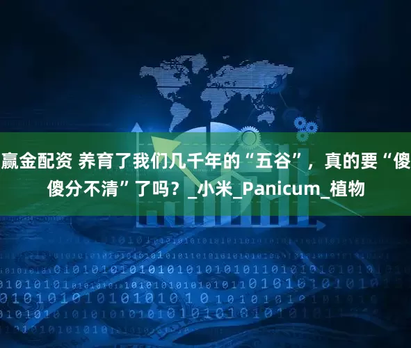 赢金配资 养育了我们几千年的“五谷”，真的要“傻傻分不清”了吗？_小米_Panicum_植物